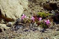 Blomster ca. 50 meter fra indlandsisens br