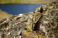 Planter - Julianehb / Qaqortoq i august